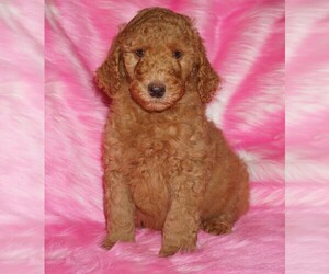 Labradoodle Puppy for sale in LA HABRA, CA, USA
