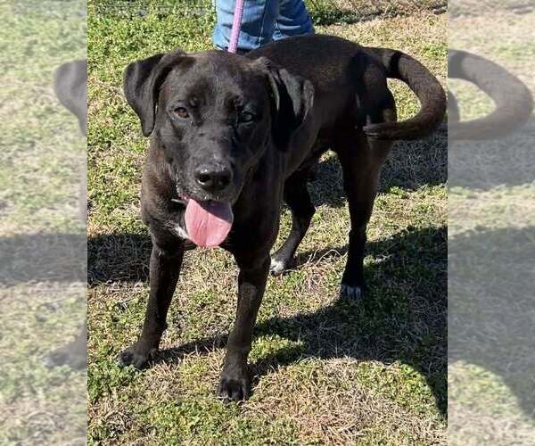 Medium Photo #3 Mutt Puppy For Sale in Abbeville, LA, USA