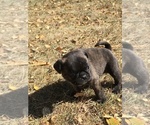 Small Photo #14 Buggs Puppy For Sale in AFTON, WY, USA
