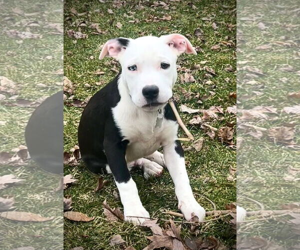 Medium Photo #14 American Pit Bull Terrier-Unknown Mix Puppy For Sale in Germantown, OH, USA