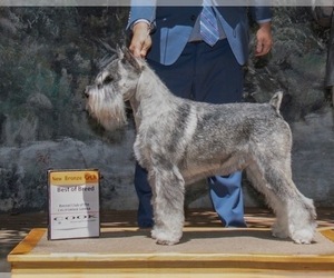 Father of the Schnauzer (Standard) puppies born on 03/25/2025