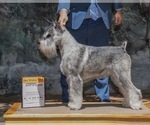 Small Photo #1 Schnauzer (Standard) Puppy For Sale in PISMO BEACH, CA, USA