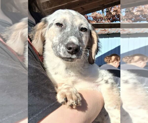 Medium Photo #1 Beagle-Unknown Mix Puppy For Sale in Rustburg, VA, USA