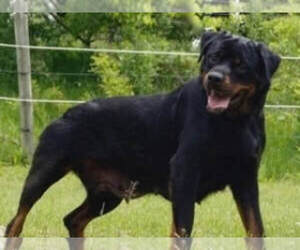 Mother of the Rottweiler puppies born on 10/09/2021