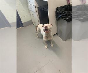 American Pit Bull Terrier Dogs for adoption in Corpus Christi, TX, USA