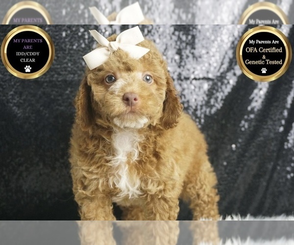 Medium Photo #6 Poodle (Toy) Puppy For Sale in WARSAW, IN, USA