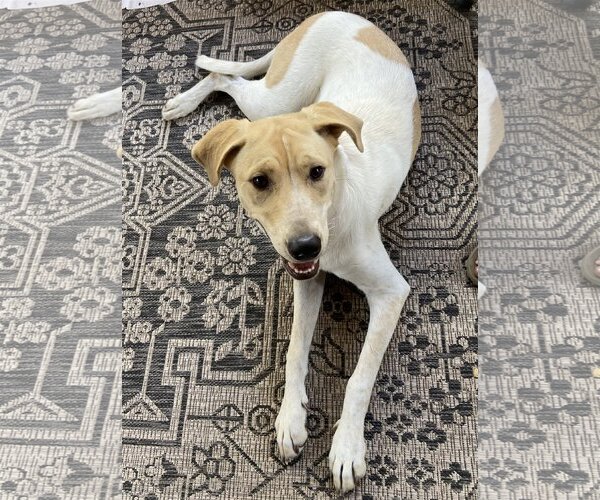 Medium Photo #3 Lab-Pointer Puppy For Sale in San Antonio, TX, USA