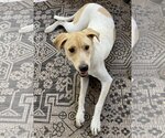 Small #2 Lab-Pointer
