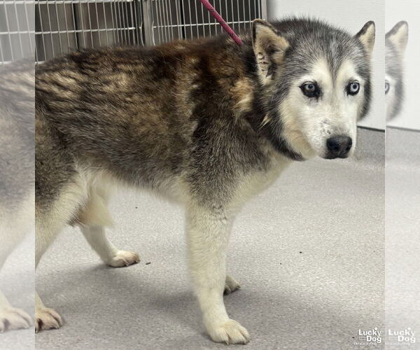 Medium Photo #3 Siberian Husky-Unknown Mix Puppy For Sale in Washington, DC, USA