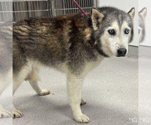 Sapphire - Female Siberian Husky-Unknown Mix Dog for Adoption - Photo #3