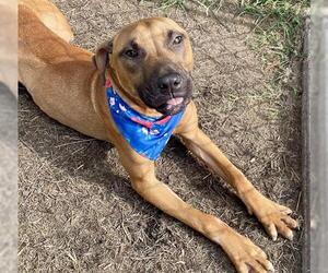 American Pit Bull Terrier Dogs for adoption in Tulsa, OK, USA