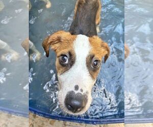 Australian Shepherd-Unknown Mix Dogs for adoption in Fultonham, NY, USA