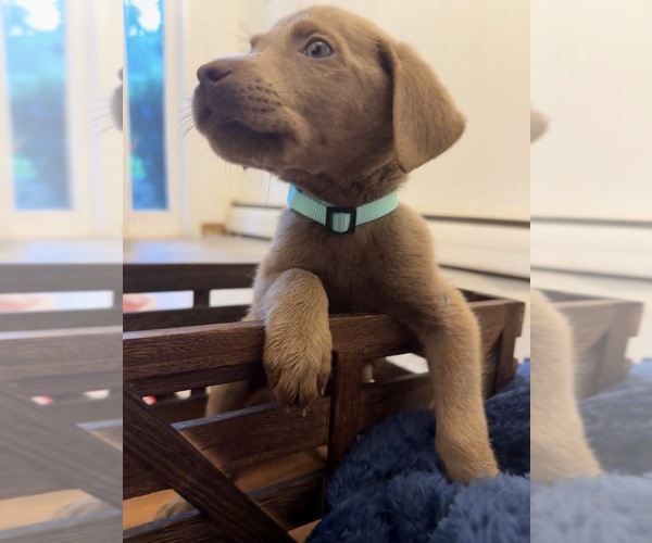 Medium Photo #2 Labrador Retriever Puppy For Sale in ELKTON, MD, USA