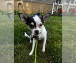 Small #3 Chihuahua Mix