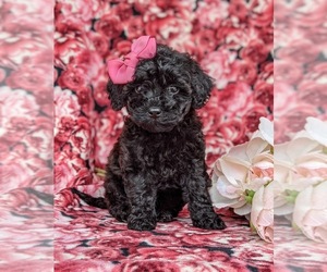 Poovanese Puppy for sale in LEOLA, PA, USA