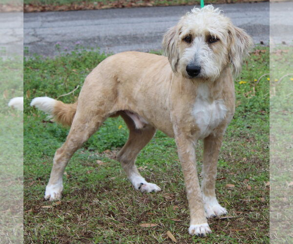 Medium Photo #4 Goldendoodle Puppy For Sale in Prattville, AL, USA