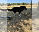 Small #1 German Shepherd Dog-Huskies  Mix
