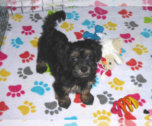 Poovanese Puppy for sale in ORO VALLEY, AZ, USA