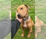 Small #1 American Staffordshire Terrier Mix