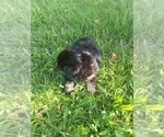Small #3 Malchi