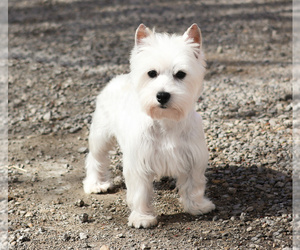 Mother of the West Highland White Terrier puppies born on 06/05/2026