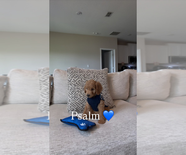 Medium Photo #17 Goldendoodle Puppy For Sale in JACKSONVILLE, FL, USA