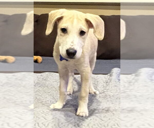 Medium Photo #6 Mutt Puppy For Sale in Plymouth, MN, USA