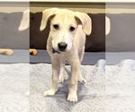 Small #5 Mutt