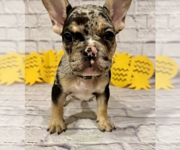 Medium Photo #2 French Bulldog Puppy For Sale in ELKHORN, WI, USA