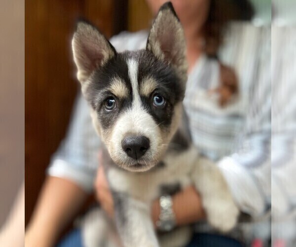 Medium Photo #1 Pomsky Puppy For Sale in NORTHBOROUGH, MA, USA