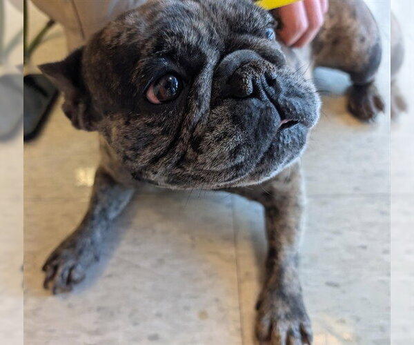 Medium Photo #1 French Bulldog-Unknown Mix Puppy For Sale in Plano, TX, USA