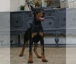 Puppy AKC EurMercedes Doberman Pinscher