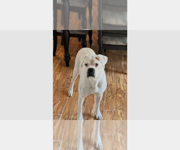 Medium Photo #1 Boxer Puppy For Sale in Austin, TX, USA