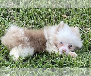 Pomeranian Puppy for sale in KINGWOOD, TX, USA