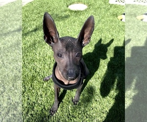 Mother of the Xoloitzcuintli (Mexican Hairless) puppies born on 11/06/2021