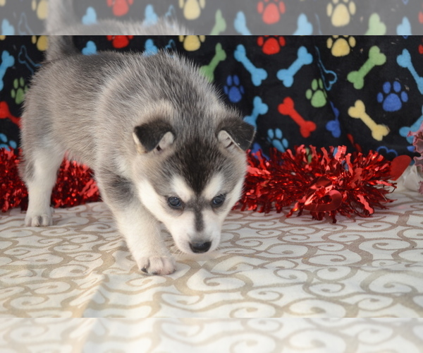 Medium Photo #4 Alaskan Klee Kai Puppy For Sale in GREENWOOD, WI, USA