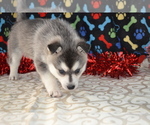 Small #3 Alaskan Klee Kai