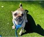 Small #2 Chihuahua