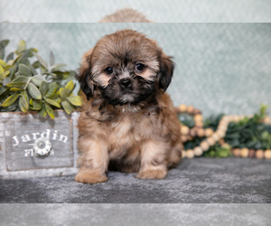Medium Shih Tzu