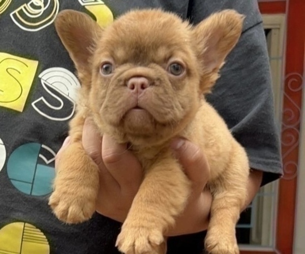 Medium Photo #1 French Bulldog Puppy For Sale in MIAMI BEACH, FL, USA