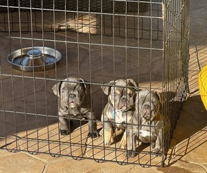 French Bulldog Litter for sale in ESCONDIDO, CA, USA