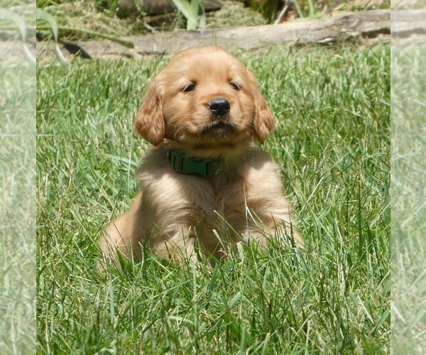 Medium Photo #1 Golden Retriever Puppy For Sale in WOLCOTT, VT, USA