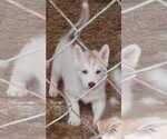 Small Photo #4 Siberian Husky Puppy For Sale in VIRGINIA, MN, USA