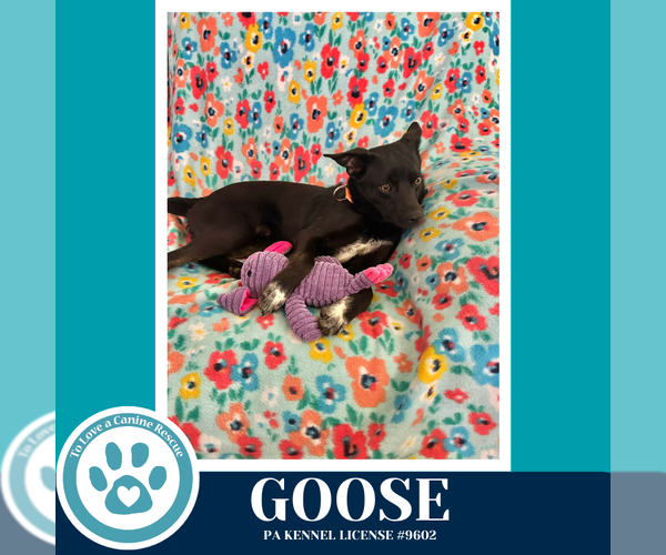 Medium Photo #2 Feist Terrier-Unknown Mix Puppy For Sale in Kimberton, PA, USA