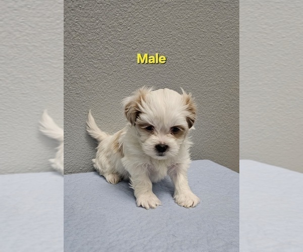 Medium Photo #1 Zuchon Puppy For Sale in CHEYENNE, WY, USA