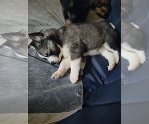 Rottweiler-Siberian Husky Mix Dogs for adoption in EATON RAPIDS, MI, USA