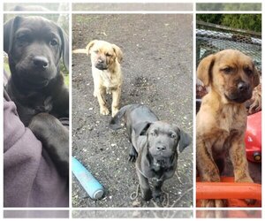 Borador Puppy for sale in Campbell River, British Columbia, Canada