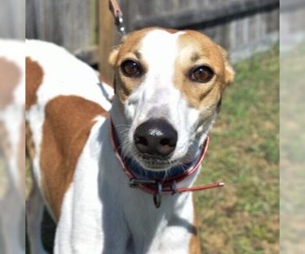 Medium Photo #1 Greyhound Puppy For Sale in Grandville, MI, USA