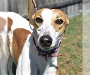 Greyhound Dogs for adoption in Grandville, MI, USA