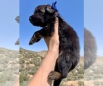 Puppy Blue Collar German Shepherd Dog